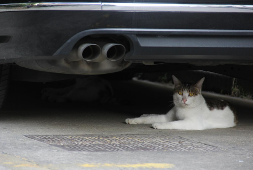 流浪猫1.png